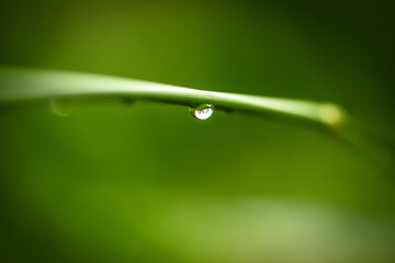 water drop on green leaf
