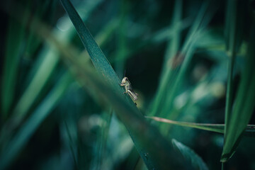 grasshopper on leaf
