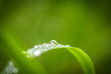 water drops on a grass
