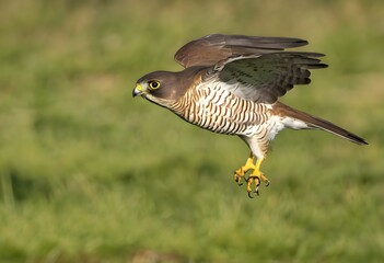 A close up of a Sparrowhawk in the air