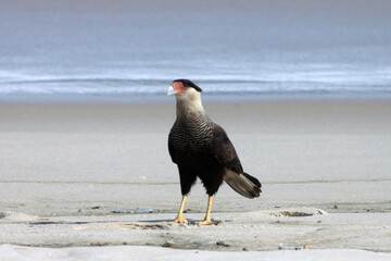 Carcará posando pra foto na praia de Cordeirinho - Maricá - RJ