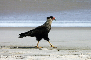Um lindo Carcará na praia de Cordeirinho fazendo a sua caminhada matinal pra fortalecer as suas garras.   