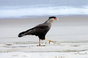 Um lindo Carcará na praia de Cordeirinho fazendo a sua caminhada matinal pra fortalecer as suas garras.   