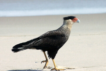 Um lindo Carcará na praia de Cordeirinho fazendo a sua caminhada matinal pra fortalecer as suas garras.   