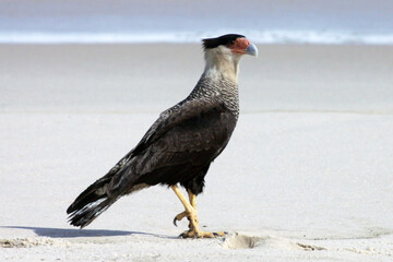 Um lindo Carcará na praia de Cordeirinho fazendo a sua caminhada matinal pra fortalecer as suas garras.   