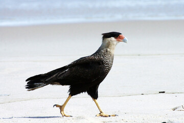 Um lindo Carcará na praia de Cordeirinho fazendo a sua caminhada matinal pra fortalecer as suas garras.   