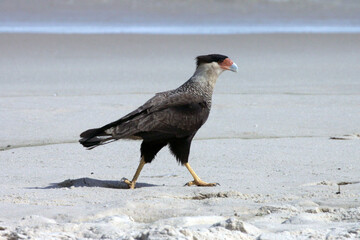 Um lindo Carcará na praia de Cordeirinho fazendo a sua caminhada matinal pra fortalecer as suas garras.   