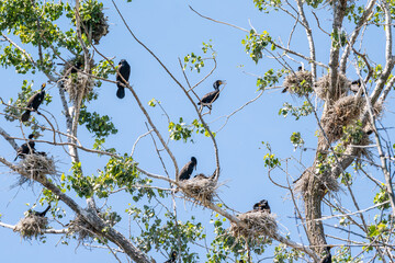 Cormorants perched on dead branches and nests  with a blue sky background room for text shot on Toronto islands in summer