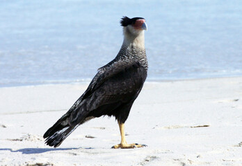 Carcará posando pra foto na praia de Cordeirinho - Maricá - RJ