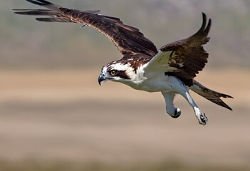 Obraz premium A view of an Osprey in flight