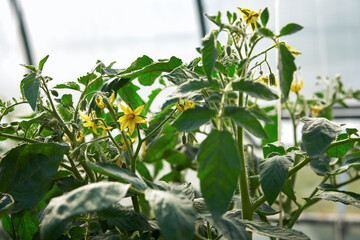 Tomato blossoms in the greenhouse. Tomato bushes with many flower brushes.