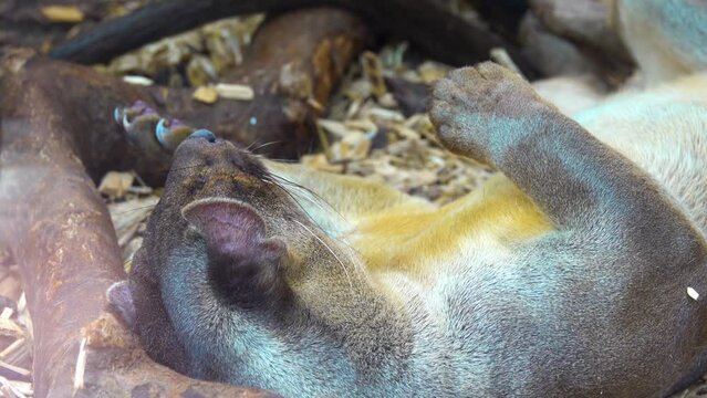 Fossa (Cryptoprocta ferox) is cat-like, carnivorous mammal endemic to Madagascar. It is member of Eupleridae, family of carnivorans closely related to mongoose family (Herpestidae).