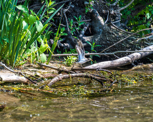 spotted sandpiper in breeding plumage ( Actitis macularius) on shore line with wings raised room for text shot on the toronto islands in june