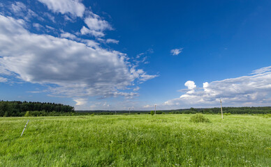 A wide, grassy meadow stretches out beneath a bright blue sky dotted with puffy white clouds. The...