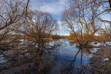A forest with a body of water in the foreground