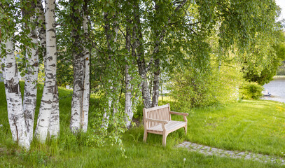 A wooden bench sits beneath a cluster of birch trees in a lush, grassy park. Sunlight filters through the leaves, casting dappled shadows on the ground.
