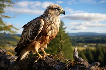 Fototapeta premium Dourado Falcon Peding in Majestic Cedar under blue sky., generative IA