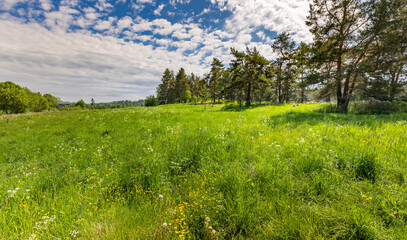 A field of grass with trees in the background