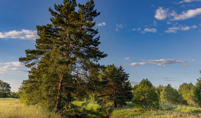 A large pine tree stands tall against a backdrop of blue sky and fluffy white clouds. The tree is in the foreground, while the background shows a field of grass and other trees.