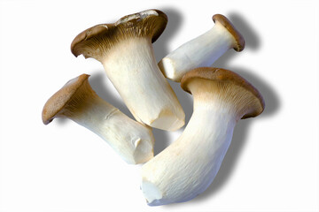 King Mushrooms on a white background