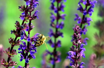 Biene auf violetten Salbeiblüten