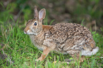Eastern Cottontail Rabbit (Sylvilagus floridanus) alert