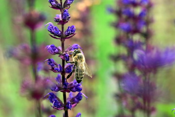 Biene auf violetten Salbeiblüten