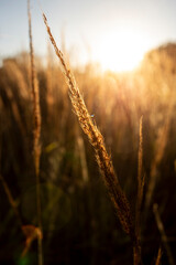 Capim dourado no nascer do sol