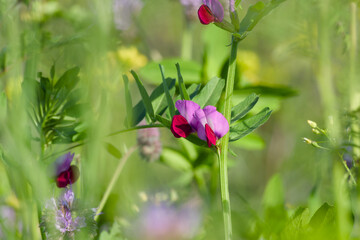 sweet pea flower close-up in the field