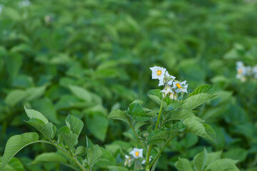 potato flowering in the agricultural field