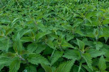 thickets of young white dead-nettle, a honey plant that looks like common nettle