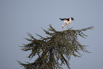 White stork (Ciconia ciconia), white stork or common stork