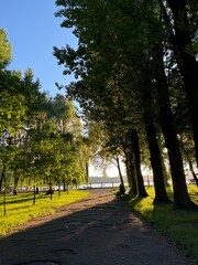Fototapeta premium alley in the park