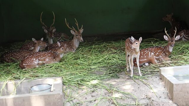 A group of spotted deer laying in shelter in a zoo video. 4k

