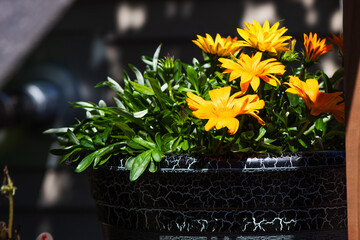 Yellow Flowers