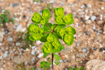 blooming colorful Wolfsmilch (Euphorbia) flower