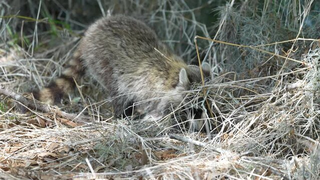 Young raccoon foraging for food