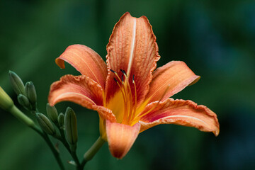 Orange Lilly