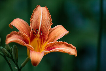 Orange Lilly