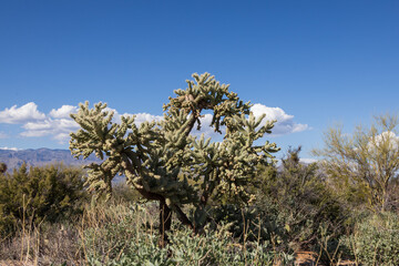 Chain fruit cholla cactus in the desert