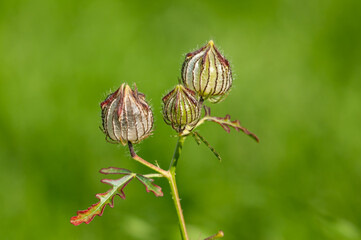 Wild watermelon seedlings - a kind of Malvaceae Hibiscus plants.