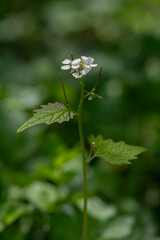 Obraz premium Elegant wild flower in nature, white in colour.