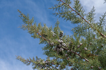 Branch of cypress tree with cone seeds against cloudy and blue sky.