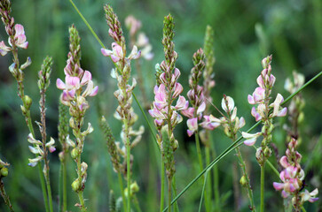 In the meadow among the herbs blooms sainfoin (onobrychis).