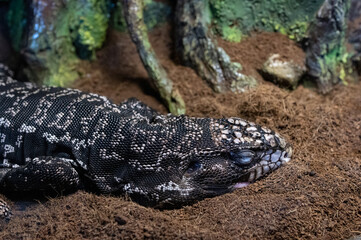 The Argentine black and white tegu is sleeping in his cage.