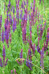 Sage (salvia nemorosa) grows in the wild