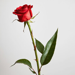 A red rose on a green stalk and white colour background.