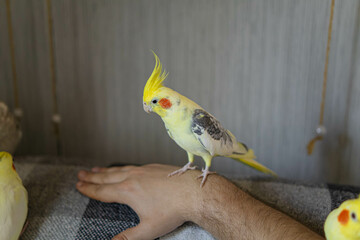 Cockatiel parrots.Funny parrots.Cockatiel pets.Bird with a crest.Cute animal.Funny...