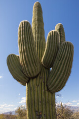 Saguaro cactus close up