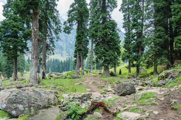 A river runs through a green forest in the Himalayas, highlighting its natural beauty, Kashmir, India